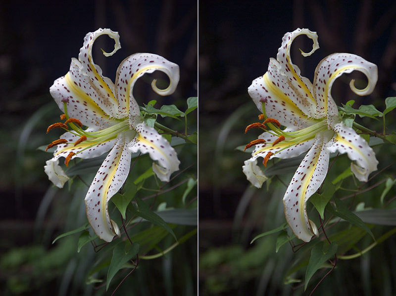 A photo before and after auto white balance correction