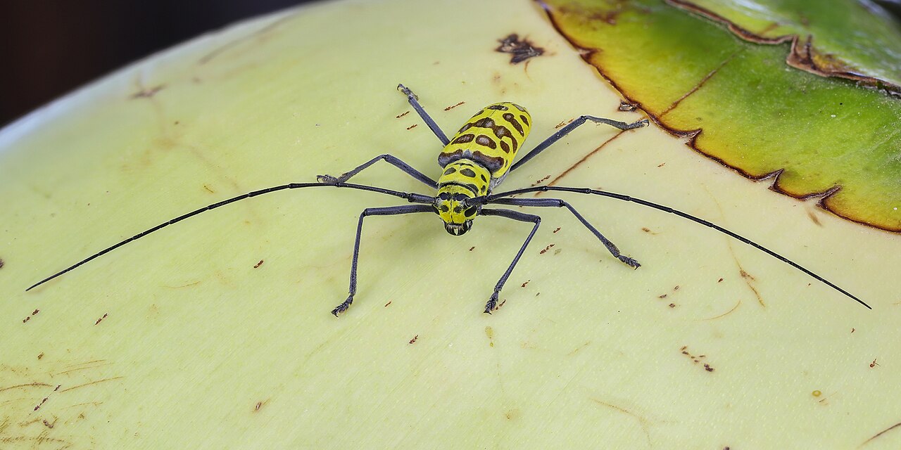 Longhorn beetle on a coconut, captured with focus stacking so the whole insect is in focus