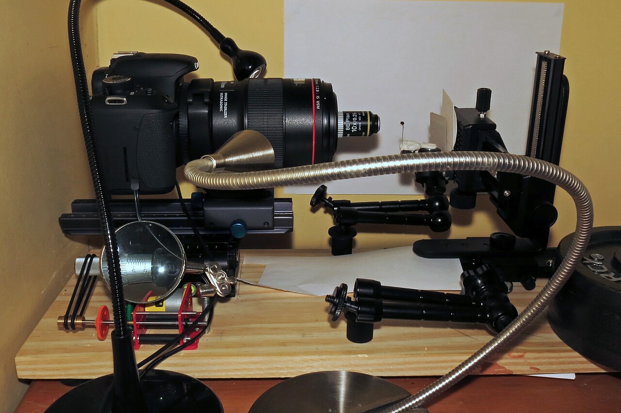 Camera on a macro focusing rail setup for focus stacking insects