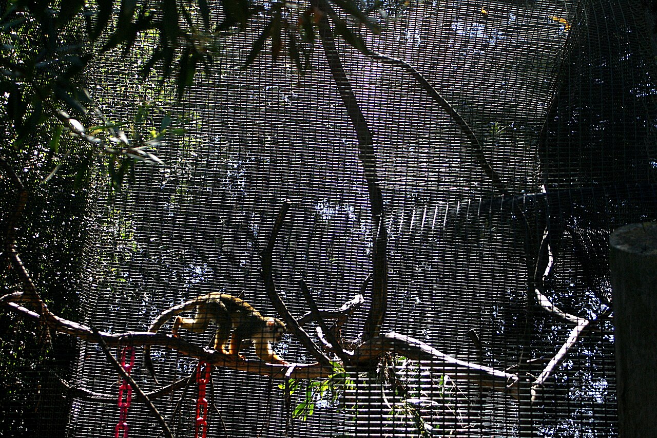Moiré fringes over a wire cage